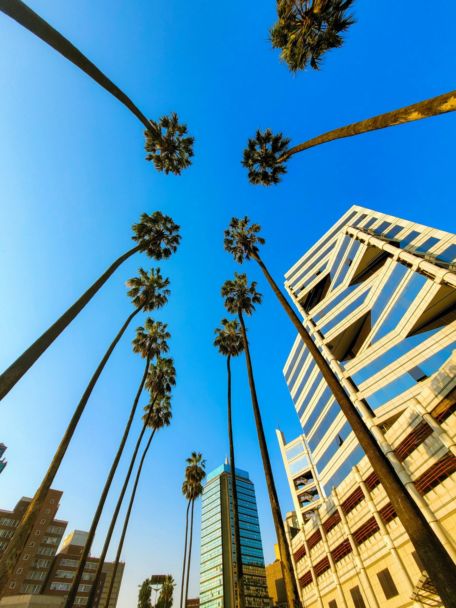 Harare's central business district seen from below: mature palms rising between a striped modern tower and older blocks