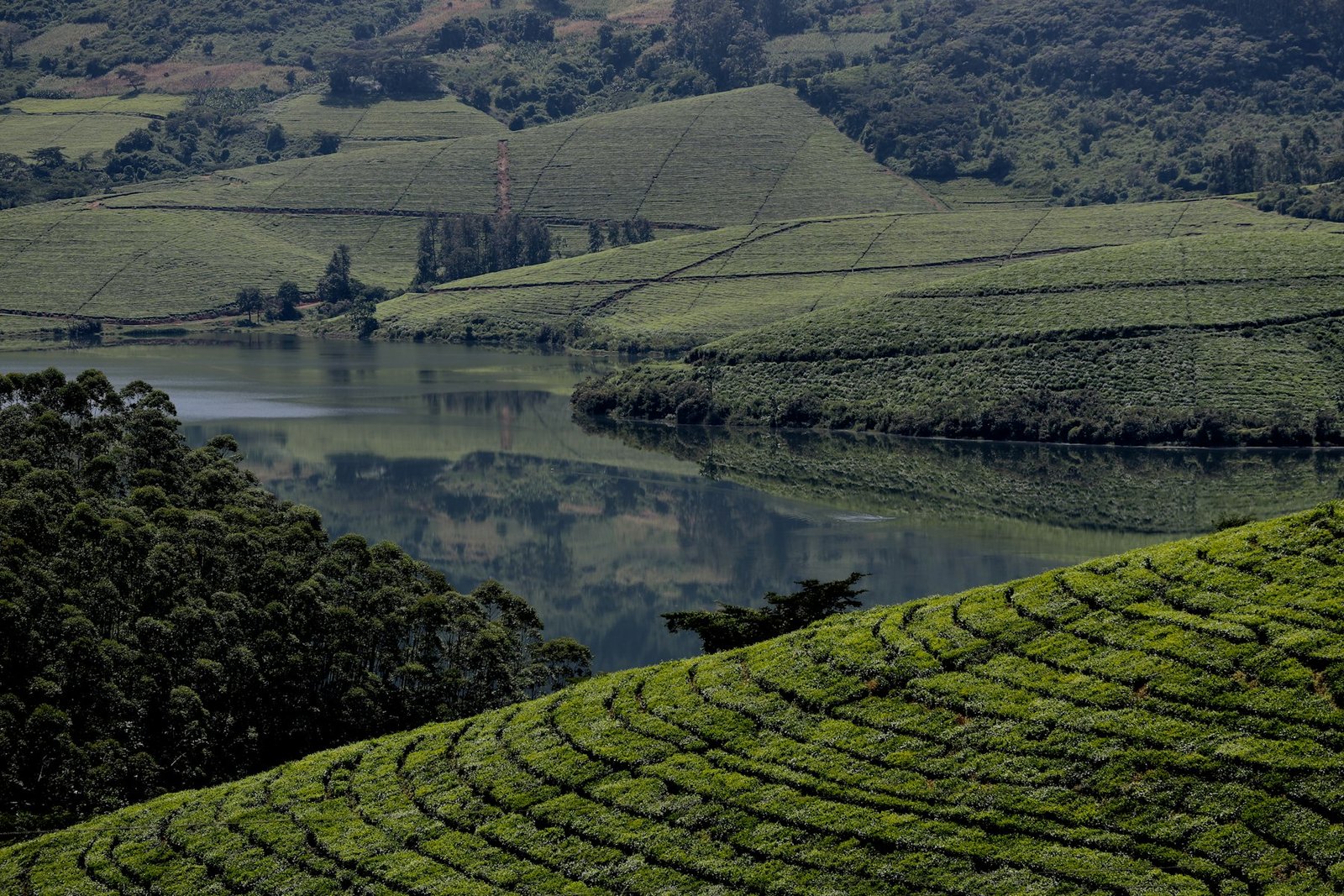 Terraced tea estates on hillsides above a dam, contour-planted rows running to the water's edge